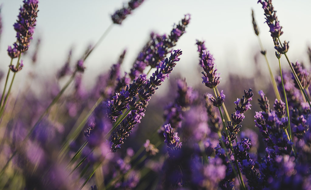 lavender